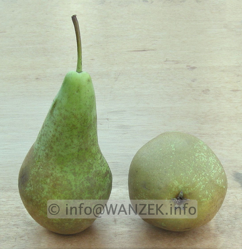 Birne Conference 01.jpg